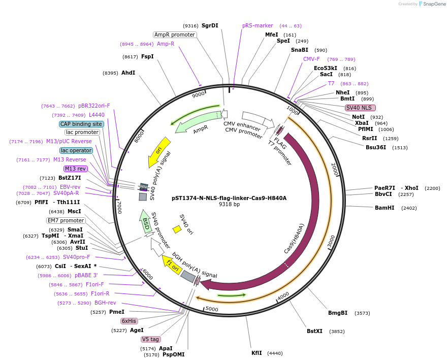 51129-plasmid-map-sequence-id-77408