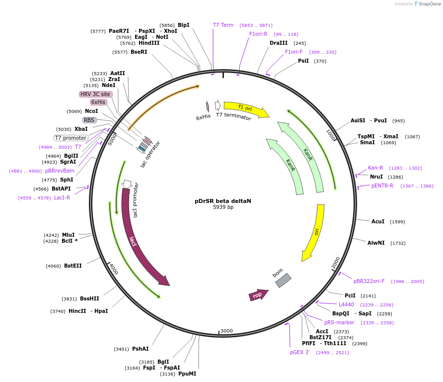 13730-plasmid-map-sequence-id-7746