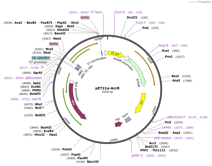 51148-plasmid-map-sequence-id-77489
