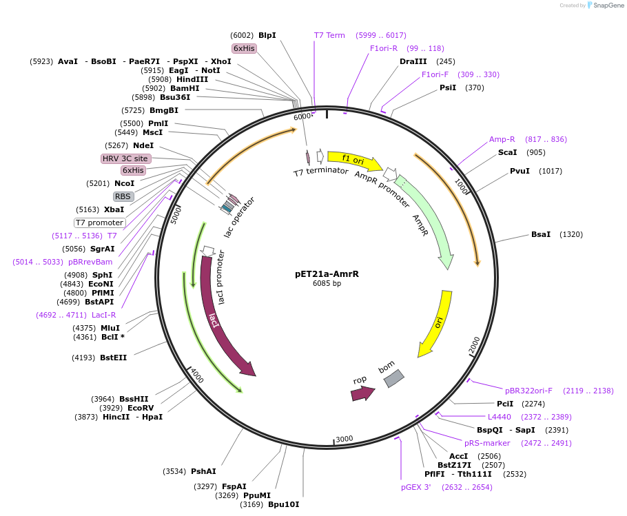51150-plasmid-map-sequence-id-77493