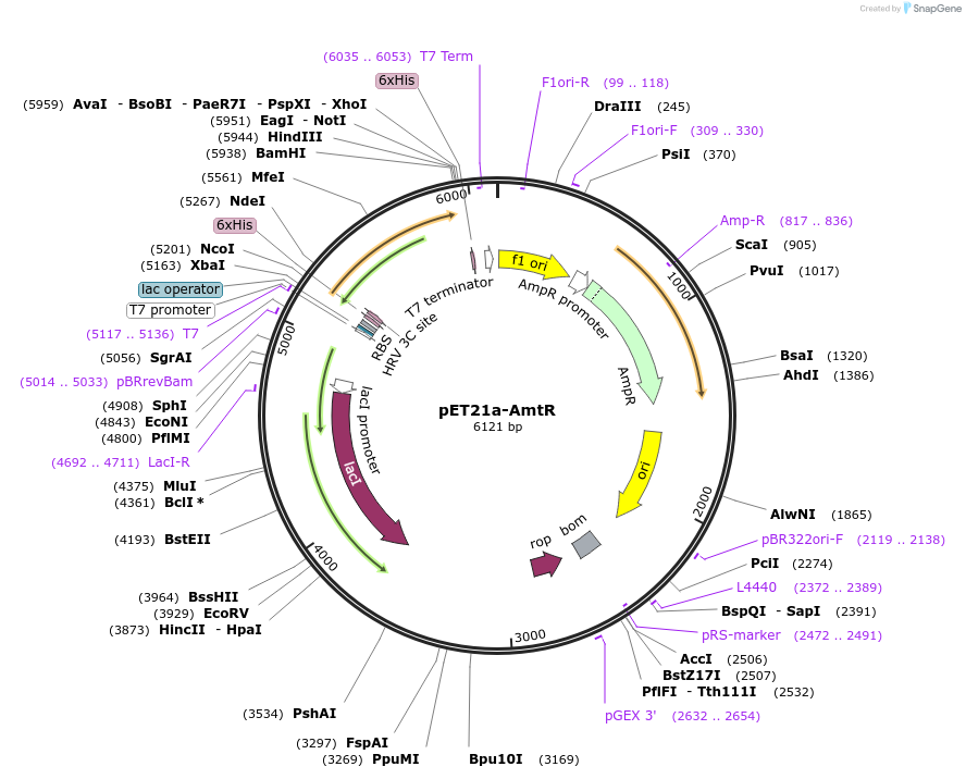51151-plasmid-map-sequence-id-77495
