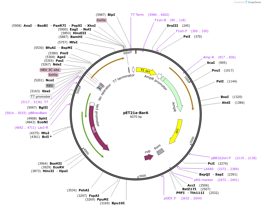 51154-plasmid-map-sequence-id-77501