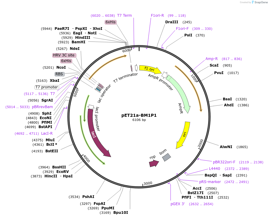51157-plasmid-map-sequence-id-77507