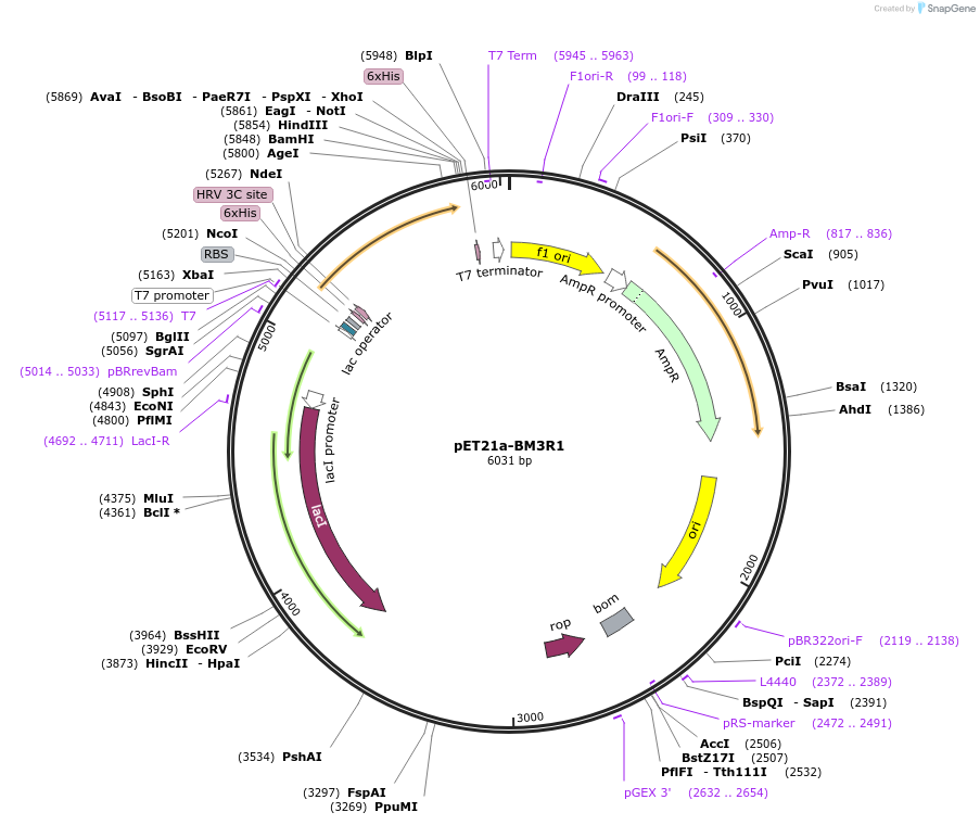 51158-plasmid-map-sequence-id-77509