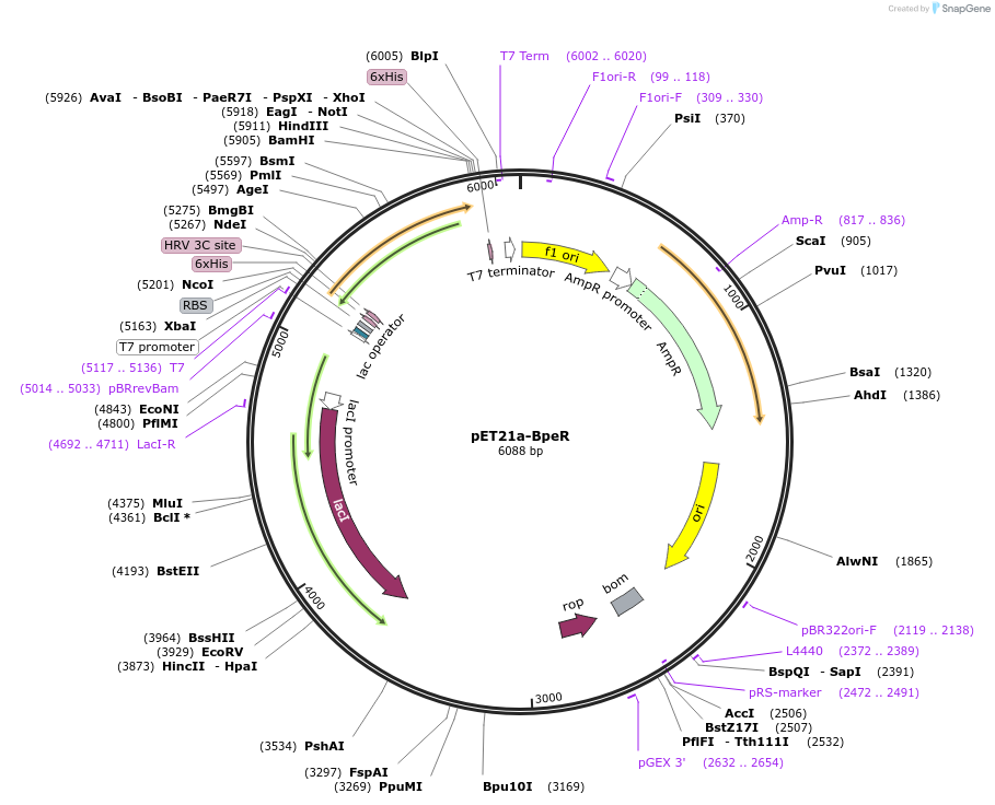 51159-plasmid-map-sequence-id-77511