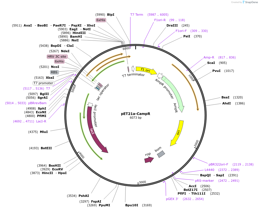 51162-plasmid-map-sequence-id-77517