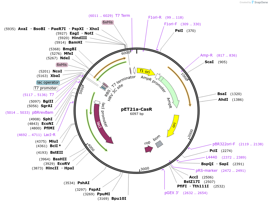 51163-plasmid-map-sequence-id-77519