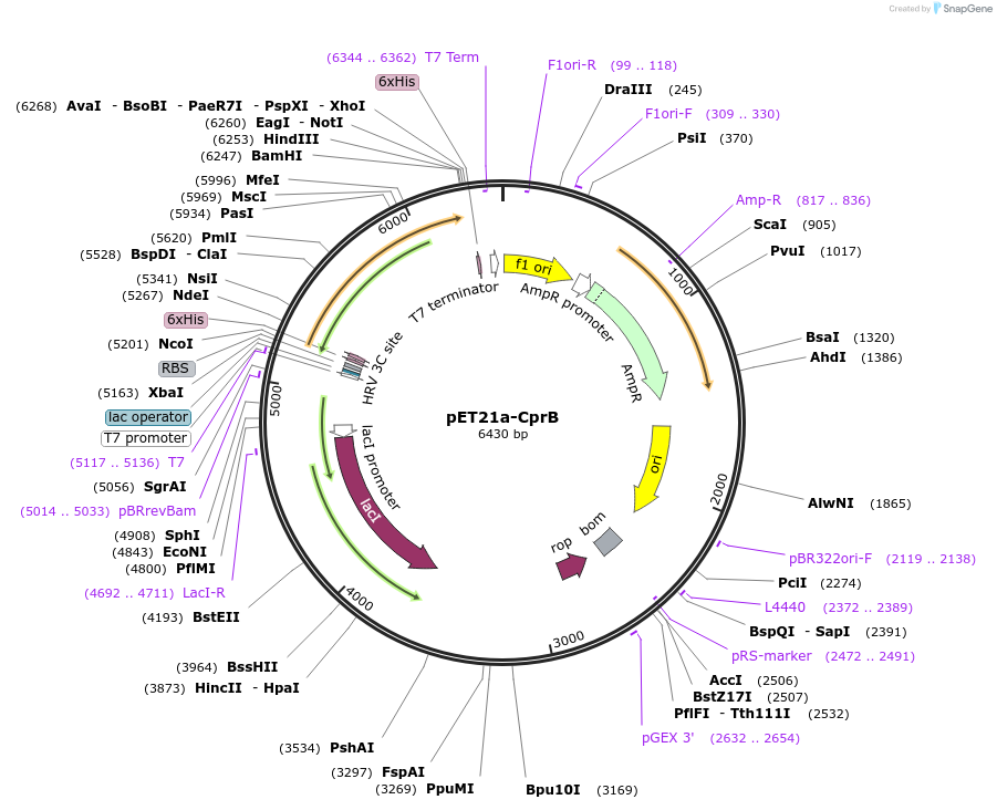51164-plasmid-map-sequence-id-77521