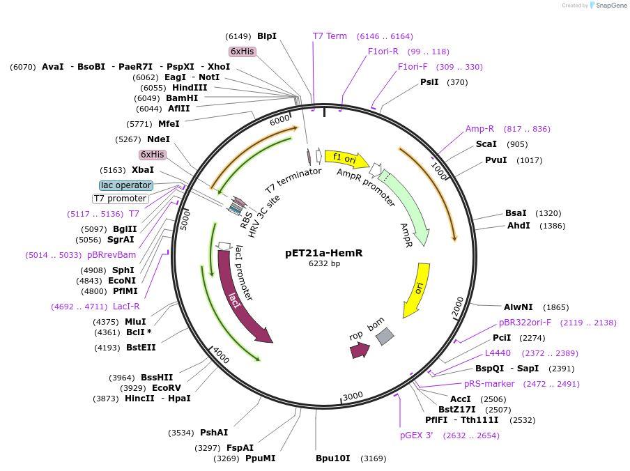 51173-plasmid-map-sequence-id-77539