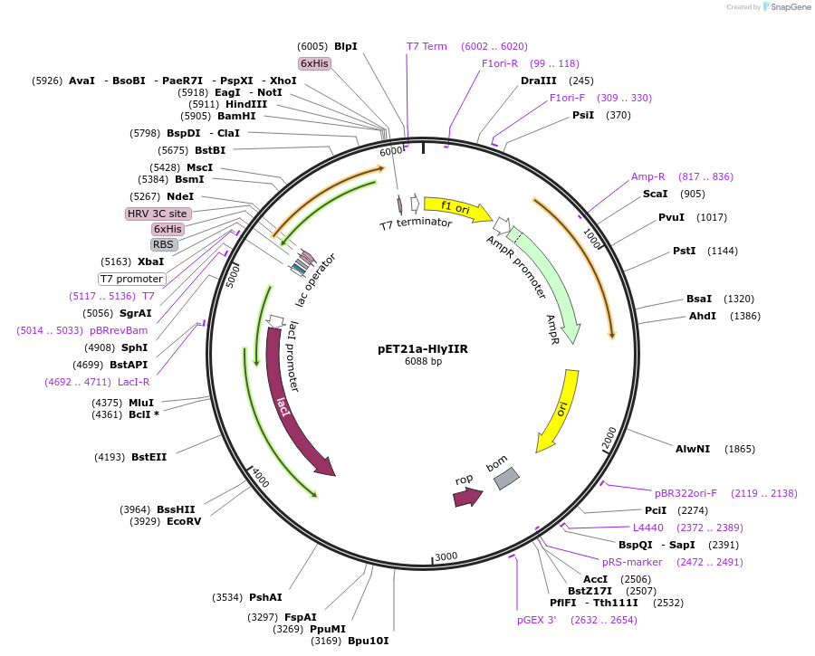 51174-plasmid-map-sequence-id-77541