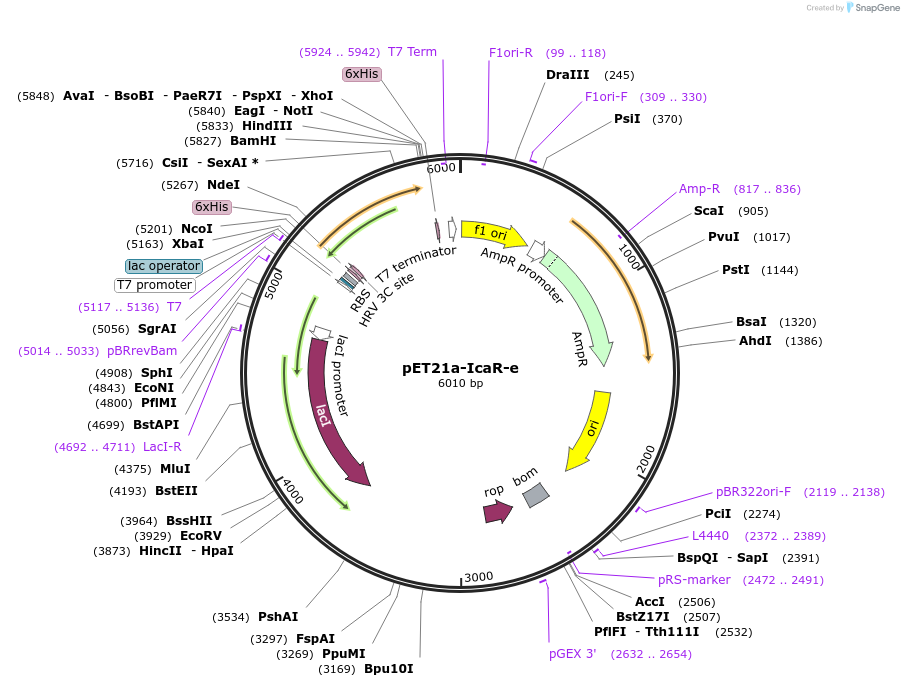 51176-plasmid-map-sequence-id-77545