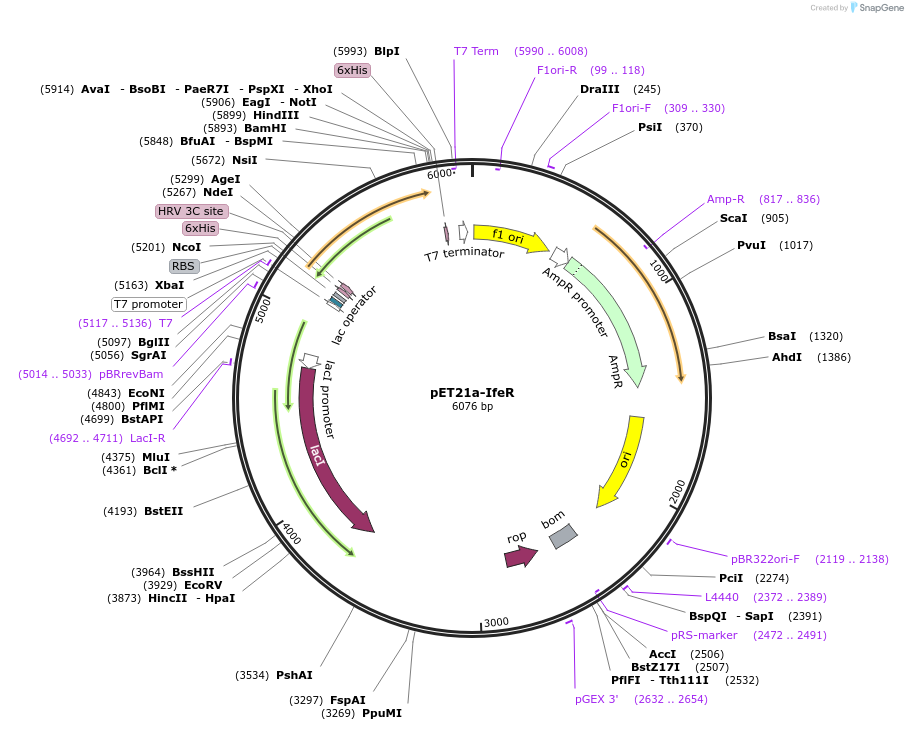 51177-plasmid-map-sequence-id-77547
