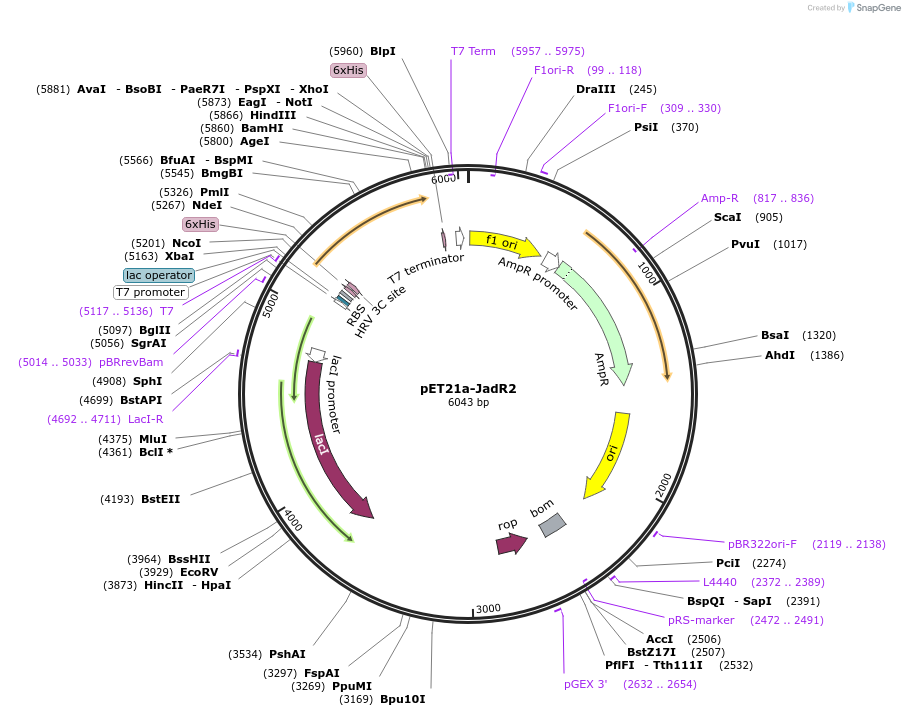 51178-plasmid-map-sequence-id-77549