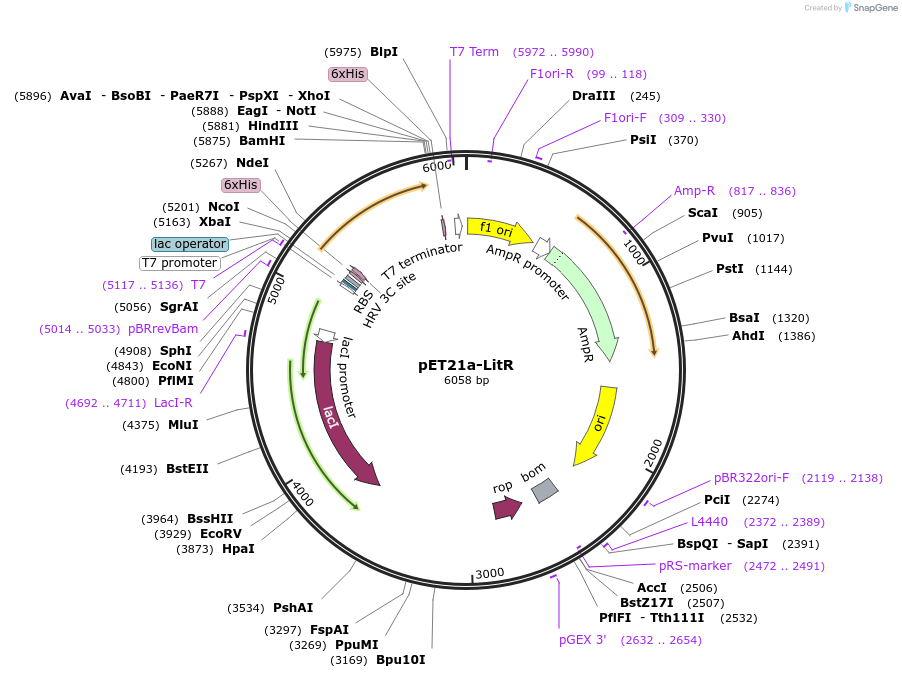 51181-plasmid-map-sequence-id-77555