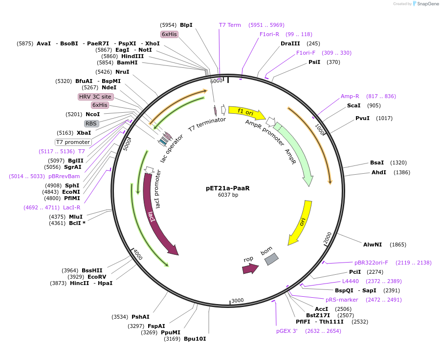 51193-plasmid-map-sequence-id-77579