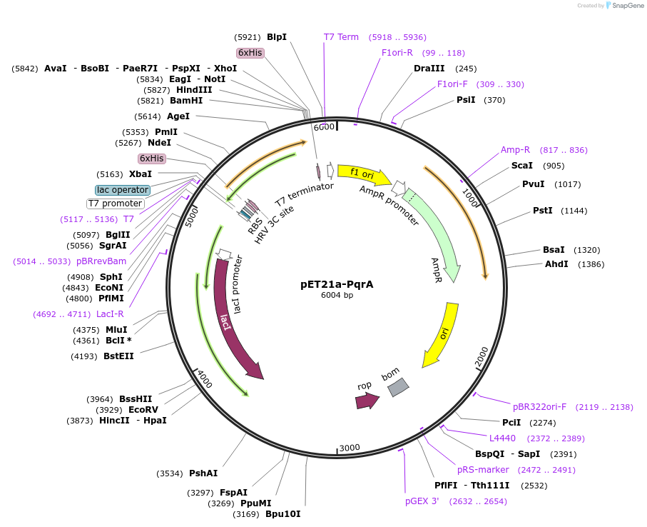51195-plasmid-map-sequence-id-77583