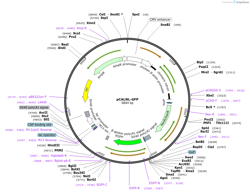 13770-plasmid-map-sequence-id-7759
