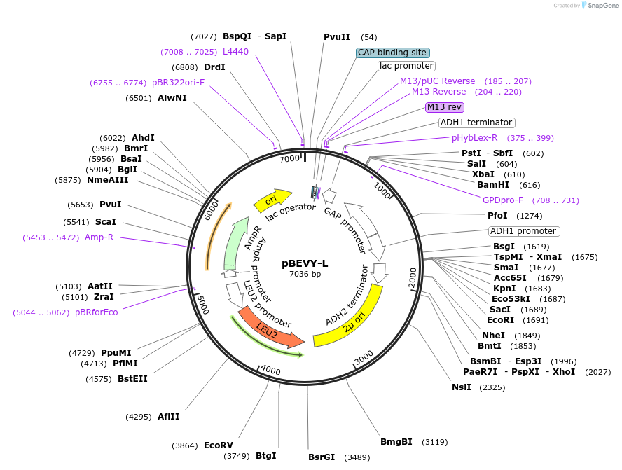 51226-plasmid-map-sequence-id-77667