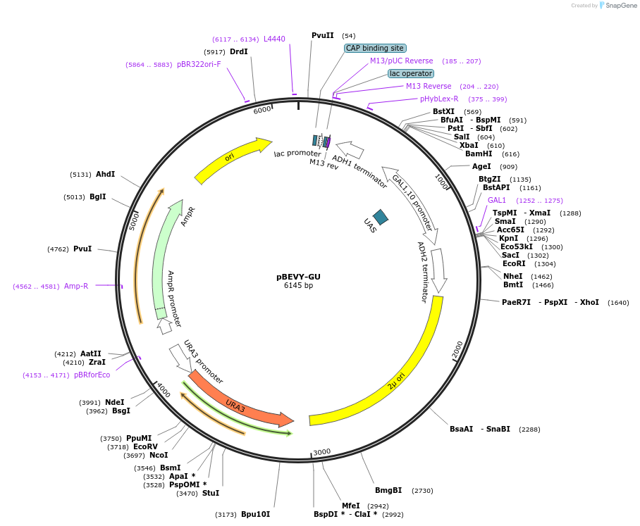51229-plasmid-map-sequence-id-77671