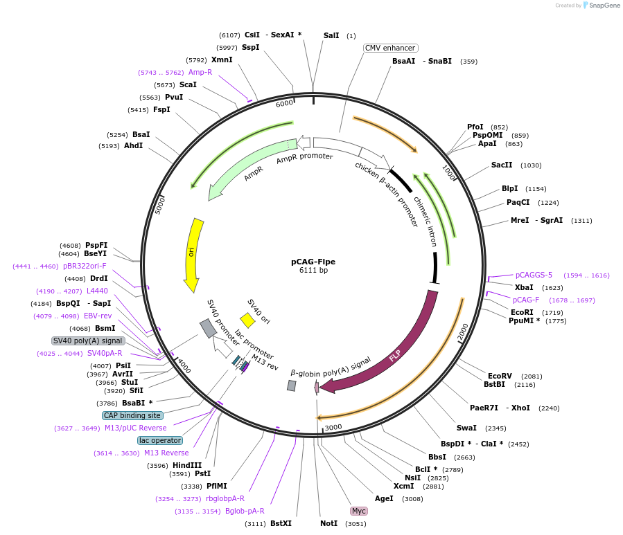 13787-plasmid-map-sequence-id-7769