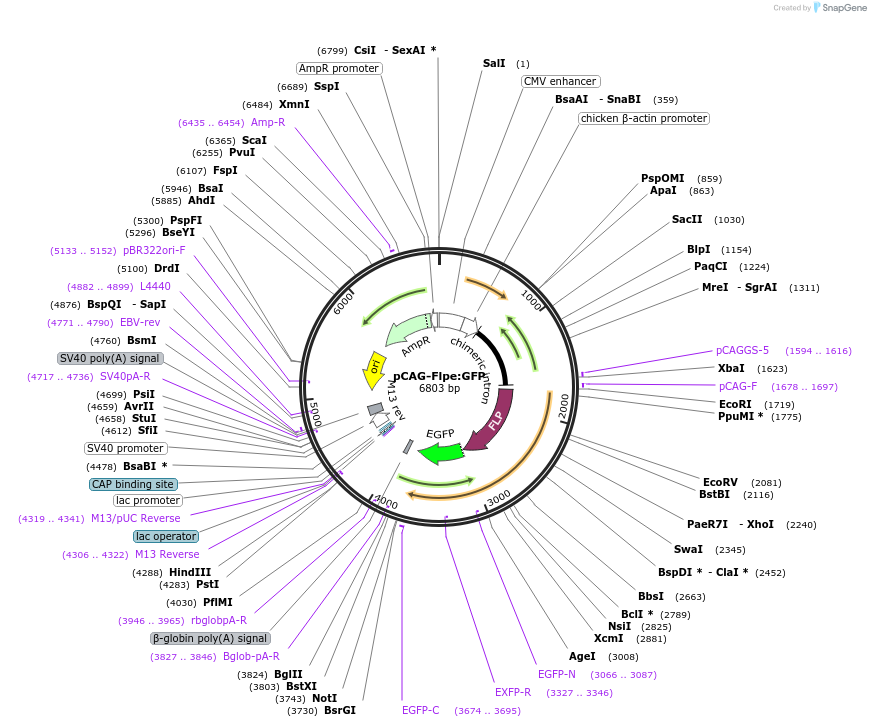 13788-plasmid-map-sequence-id-7770