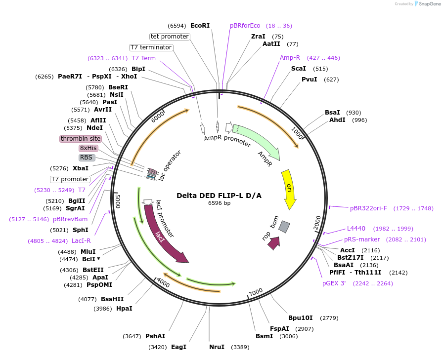 13791-plasmid-map-sequence-id-7772