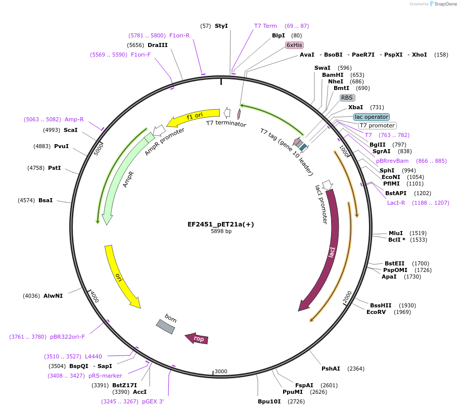 13840-plasmid-map-sequence-id-7779