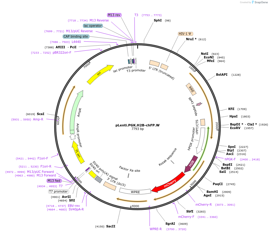 51007-plasmid-map-sequence-id-77808