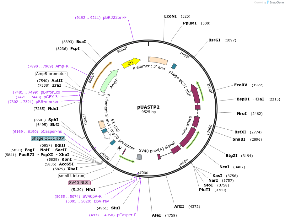 13843-plasmid-map-sequence-id-7781