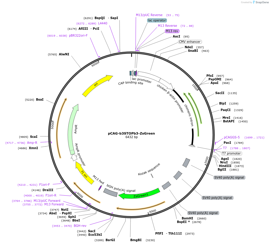 51266-plasmid-map-sequence-id-77877