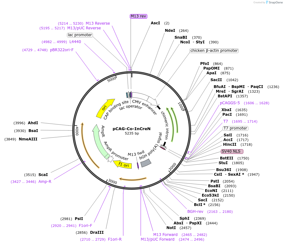51267-plasmid-map-sequence-id-77878