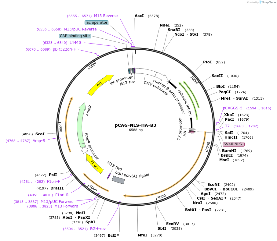 51270-plasmid-map-sequence-id-77881