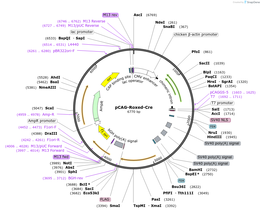 51273-plasmid-map-sequence-id-77891