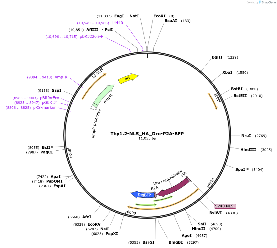 51275-plasmid-map-sequence-id-77900