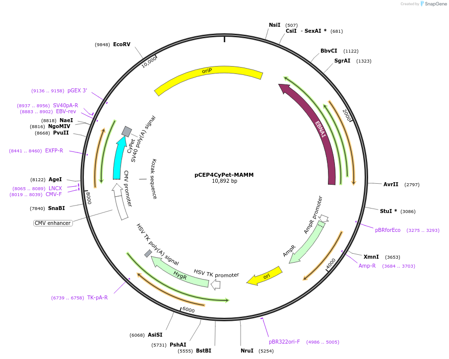 14033-plasmid-map-sequence-id-7791