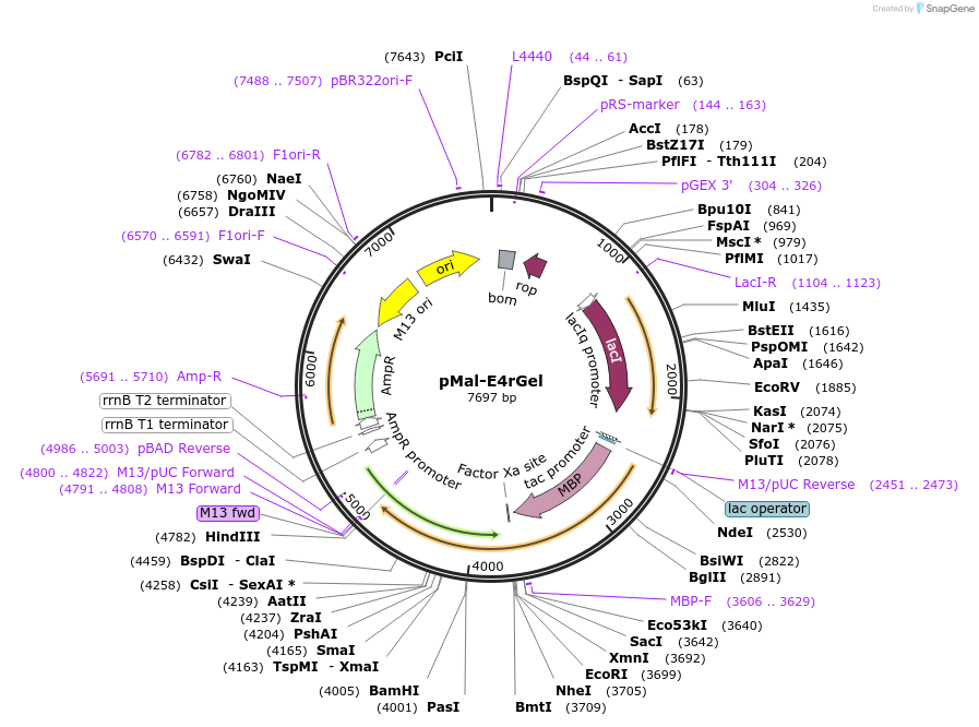 51280-plasmid-map-sequence-id-77958