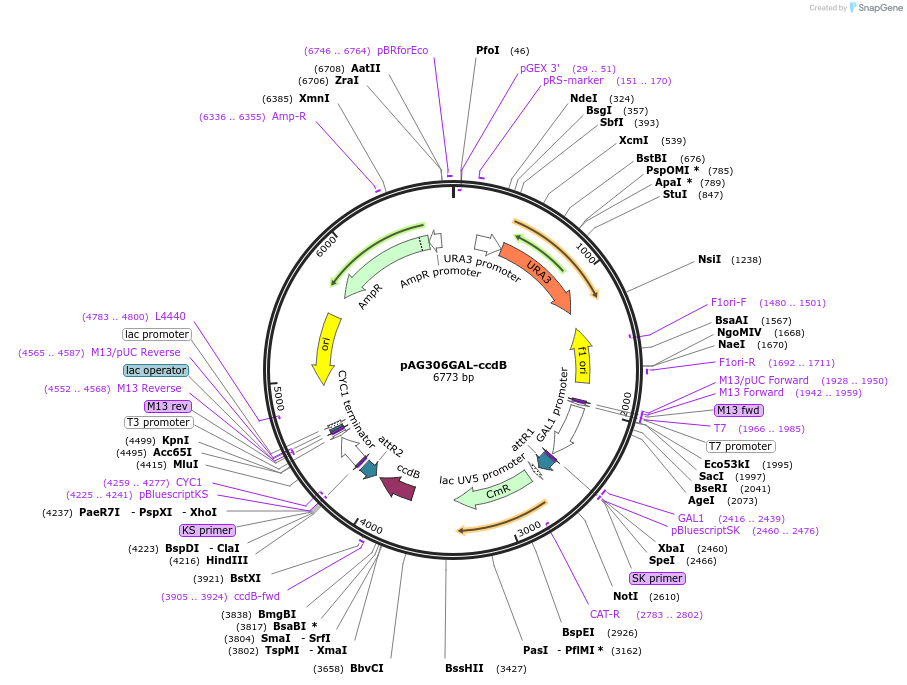 14139-plasmid-map-sequence-id-7802