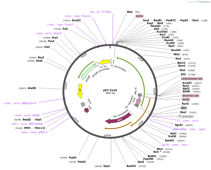 51296-plasmid-map-sequence-id-78029