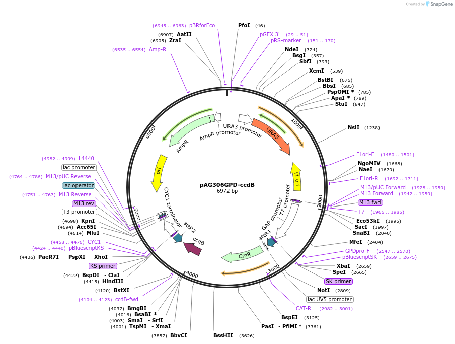 14140-plasmid-map-sequence-id-7803