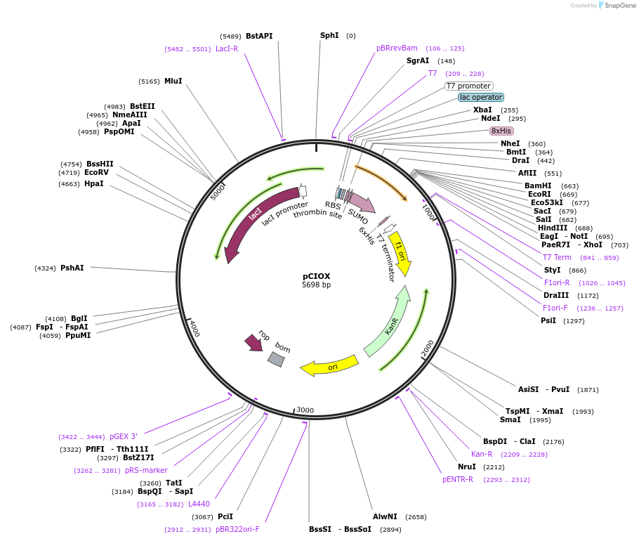 51300-plasmid-map-sequence-id-78111