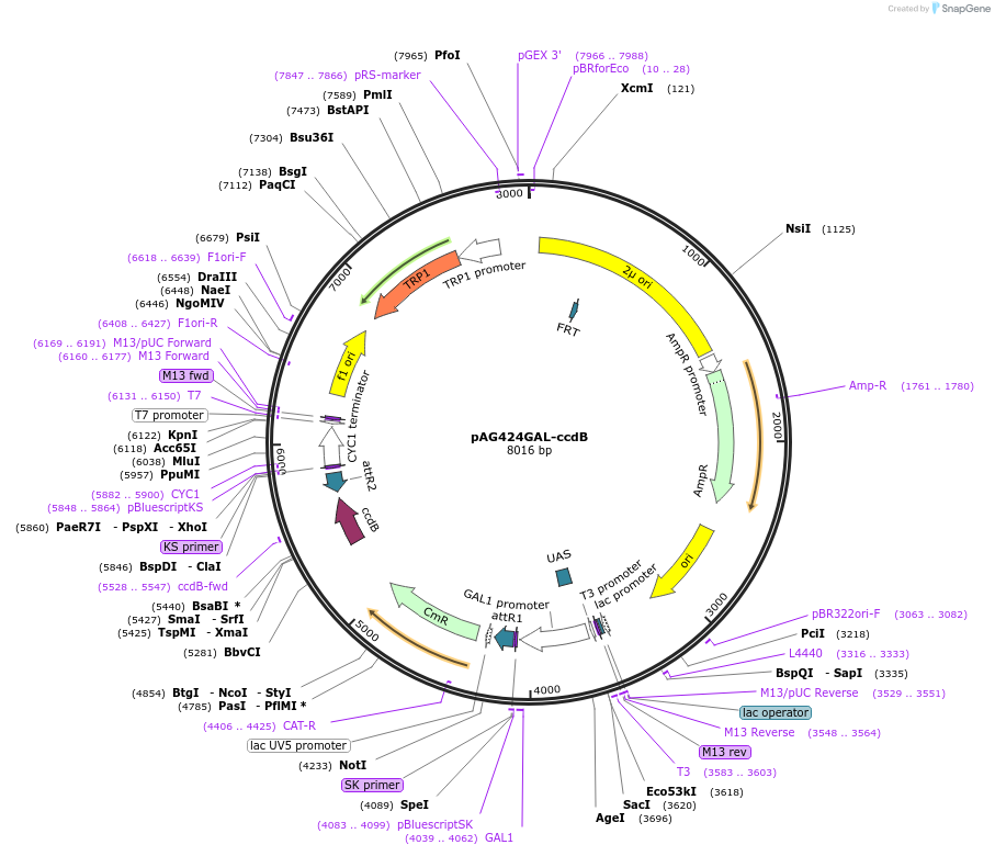 14151-plasmid-map-sequence-id-7814