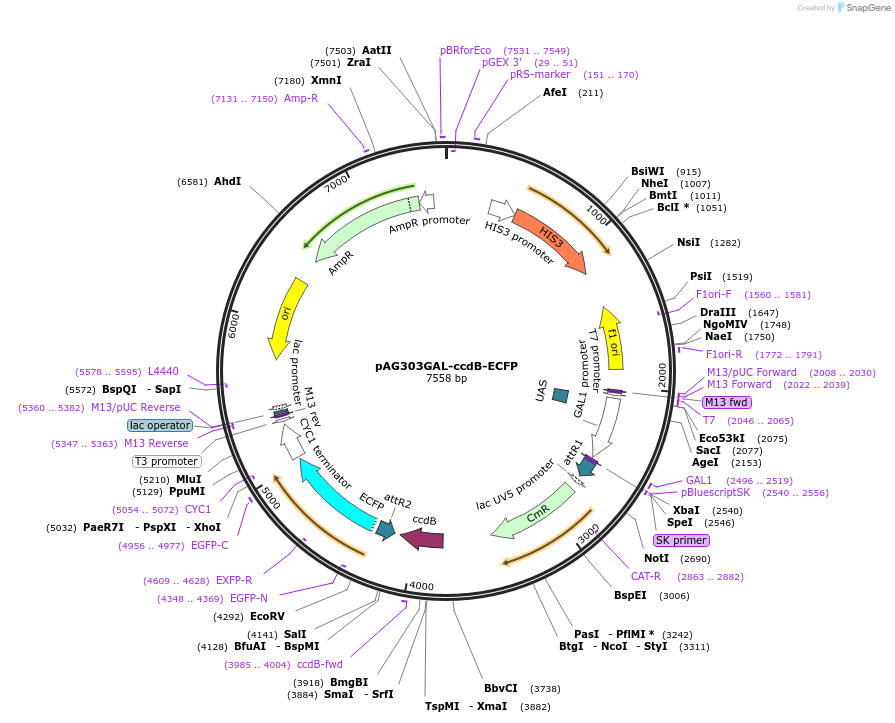 14157-plasmid-map-sequence-id-7820