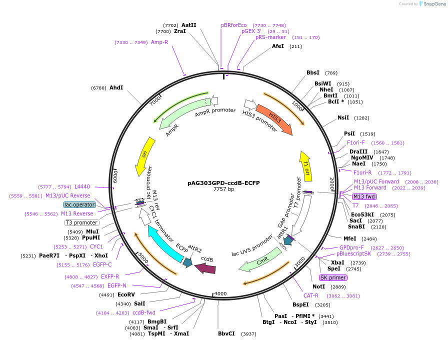 14158-plasmid-map-sequence-id-7821