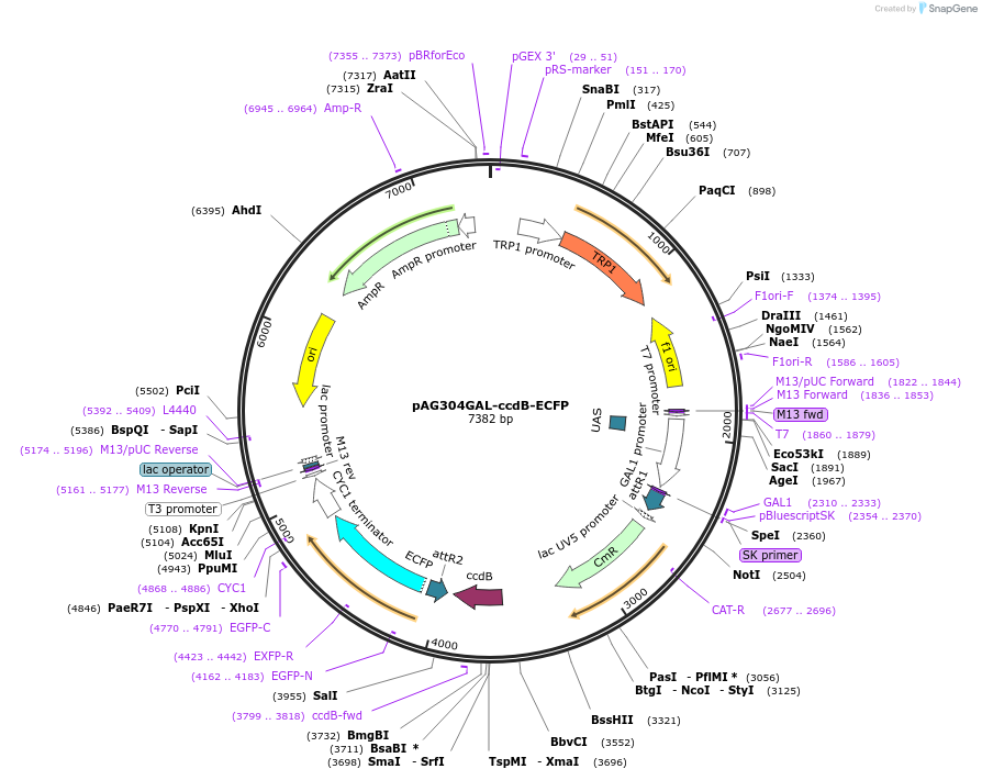 14159-plasmid-map-sequence-id-7822