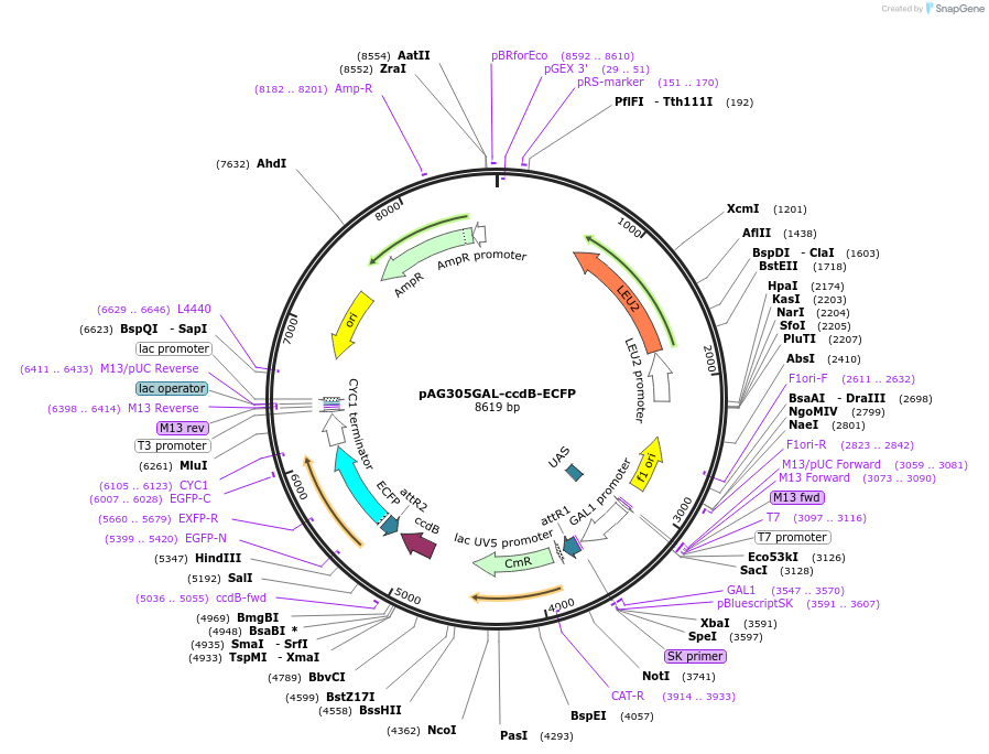 14161-plasmid-map-sequence-id-7824
