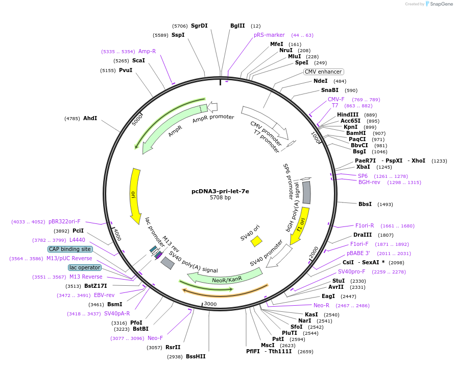 51380-plasmid-map-sequence-id-78277