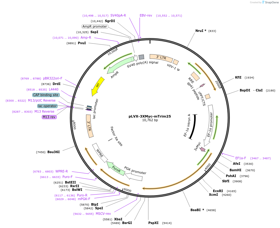 51394-plasmid-map-sequence-id-78281