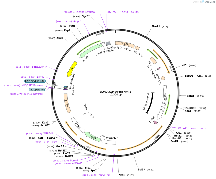 51395-plasmid-map-sequence-id-78282