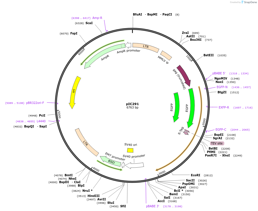 51403-plasmid-map-sequence-id-78323