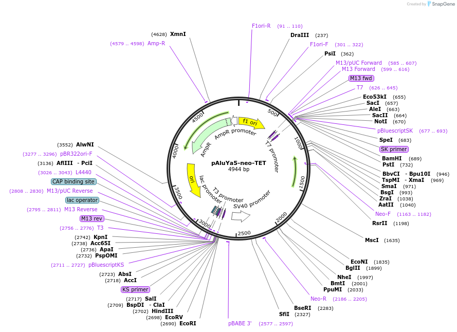51283-plasmid-map-sequence-id-78362